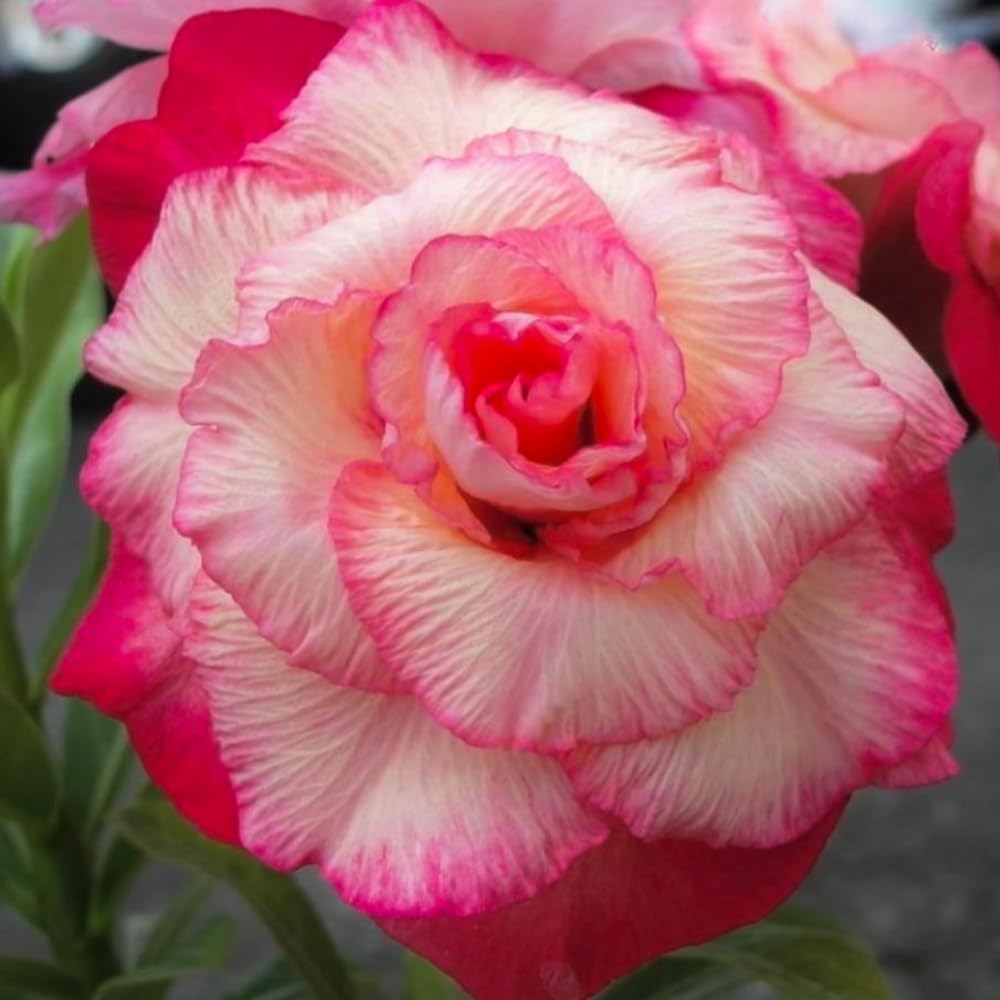 BubbleBlooms Desert Rose Peony in a 4 inch Pot Extremely Rare Flower