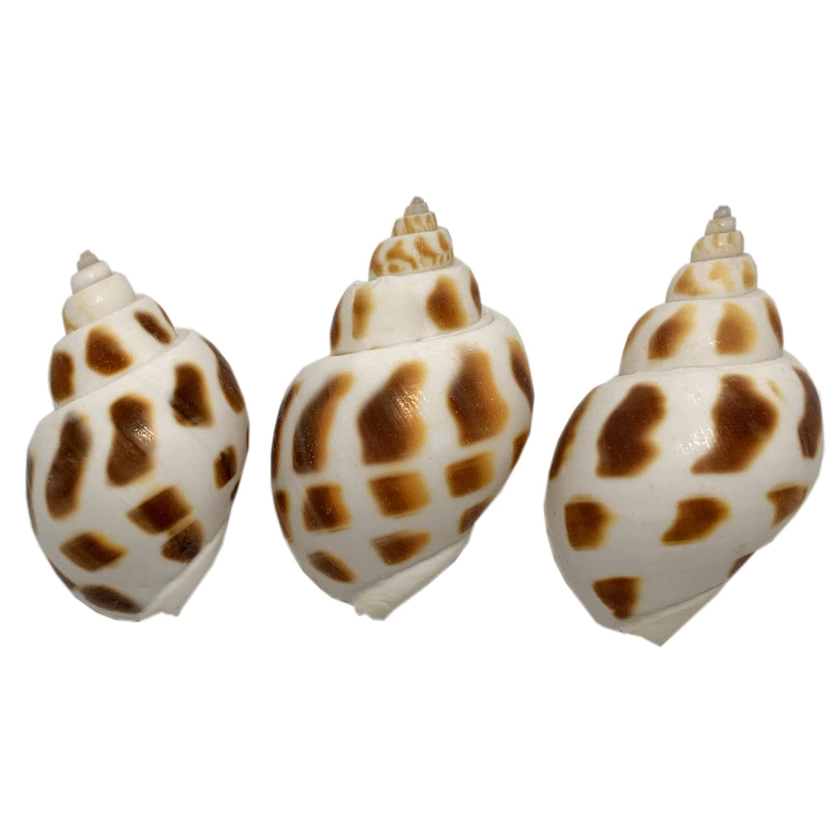 Amazon | エデンの貝殻 ヤドカリのおうち 宿替え用 バイガイ 3 Amazon | エデンの貝殻 ヤドカリのおうち 宿替え用 バイガイ 3