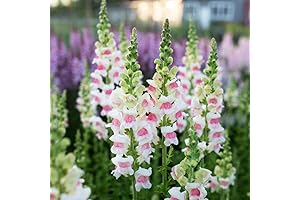 5000+ Robust Snapdragon Flowers Outdoor Blooming Perennial Heirloom Antirrhinum Seeds Plant Attracts...