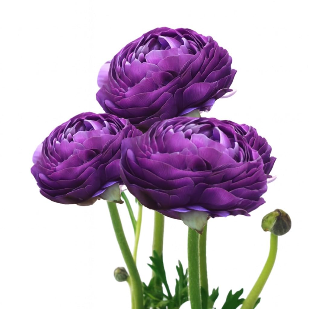 Easy to Grow Ranunculus Tecolote Purple