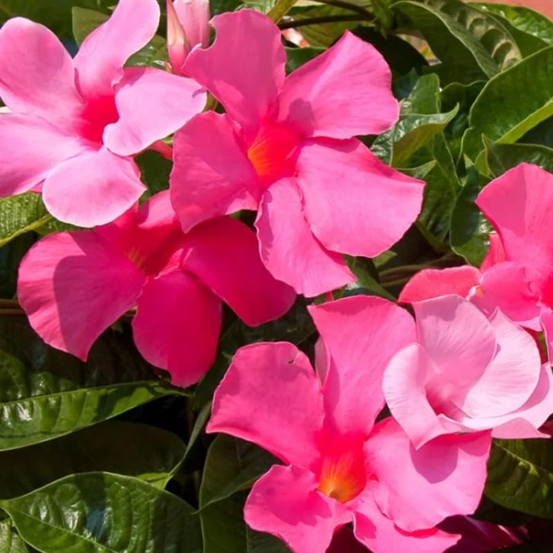 3 Pink Mandevilla Plants Live, 5-10” Tall Flowering Mandevilla Vines for Trellis, Outdoor Patio, Garden Pots, Trailing Mandevilla Seedlings