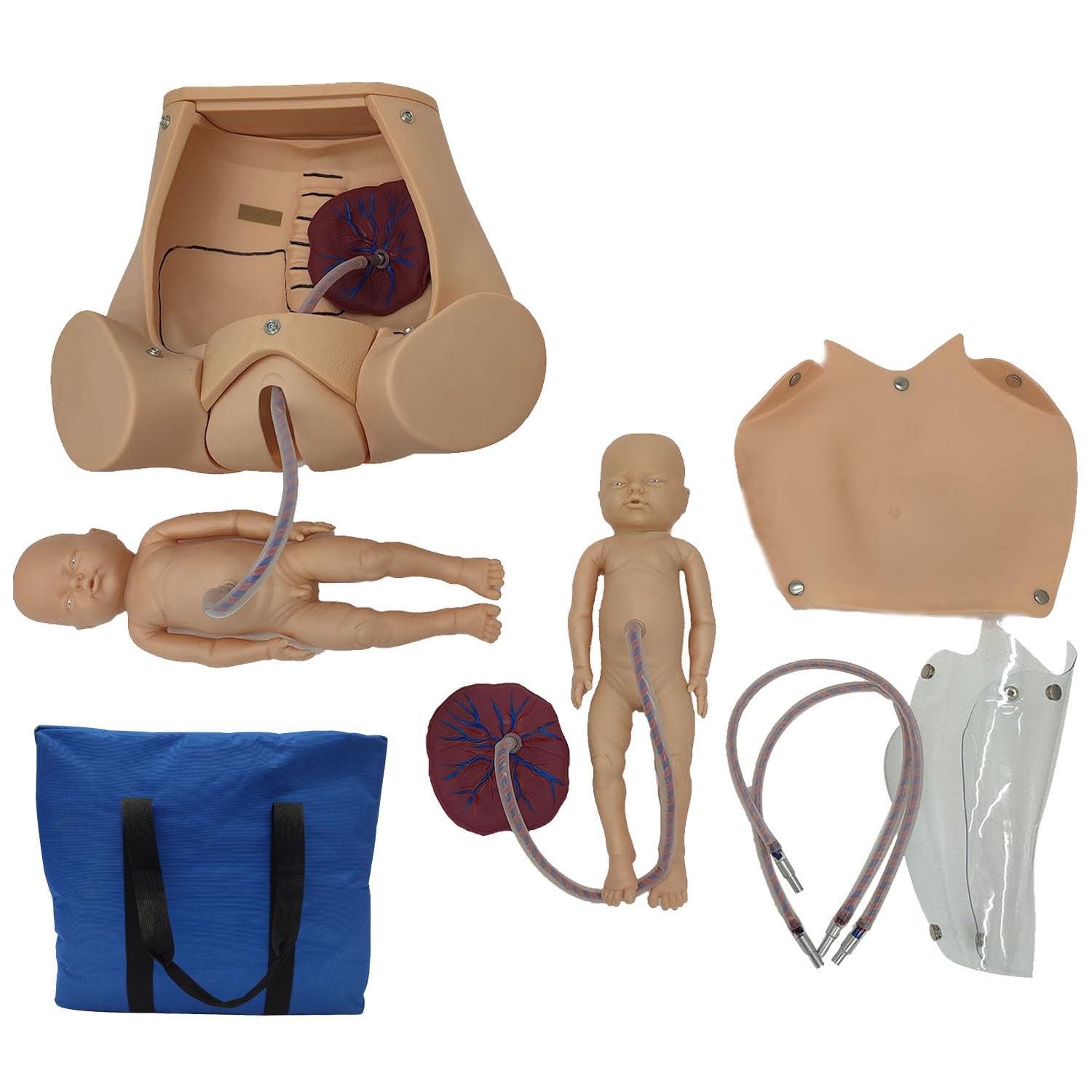 Childbirth Comprehensive Skills Simulator Training Model Pelvic Anatomical Childbirth Delivery Parodynia Training Model with Two Fetuses (1 Male, 1 Female) Two Placentas for Gynecology Teaching