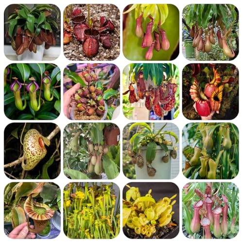 semi di nepenthes - rampicanti resistenti perenni giardino roccioso decorazione 200pcs