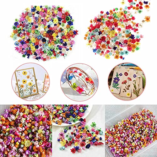 710 pcs Flores secas para manualidades DIY miniatura 3