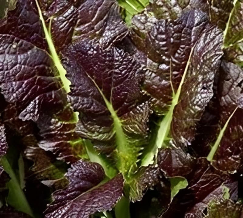Mustard Red Giant Great Heirloom Vegetable by Seed Kingdom Bulk 5 Lb Seeds
