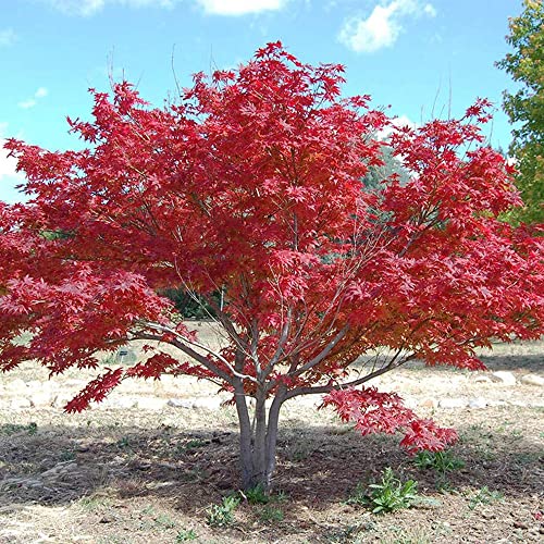 Qauzuy Garden 10 Seeds Laceleaf Weeping Japanese Maple Seeds Laceleaf Maple Tree - Colorful & Attractive Plant For Garden Homes- Easy Grow & Maintain #TOP27