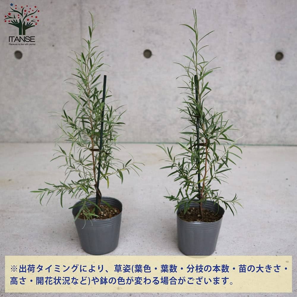 Amazon.co.jp: レプトスペルマム シルバーティーツリー3号ポット