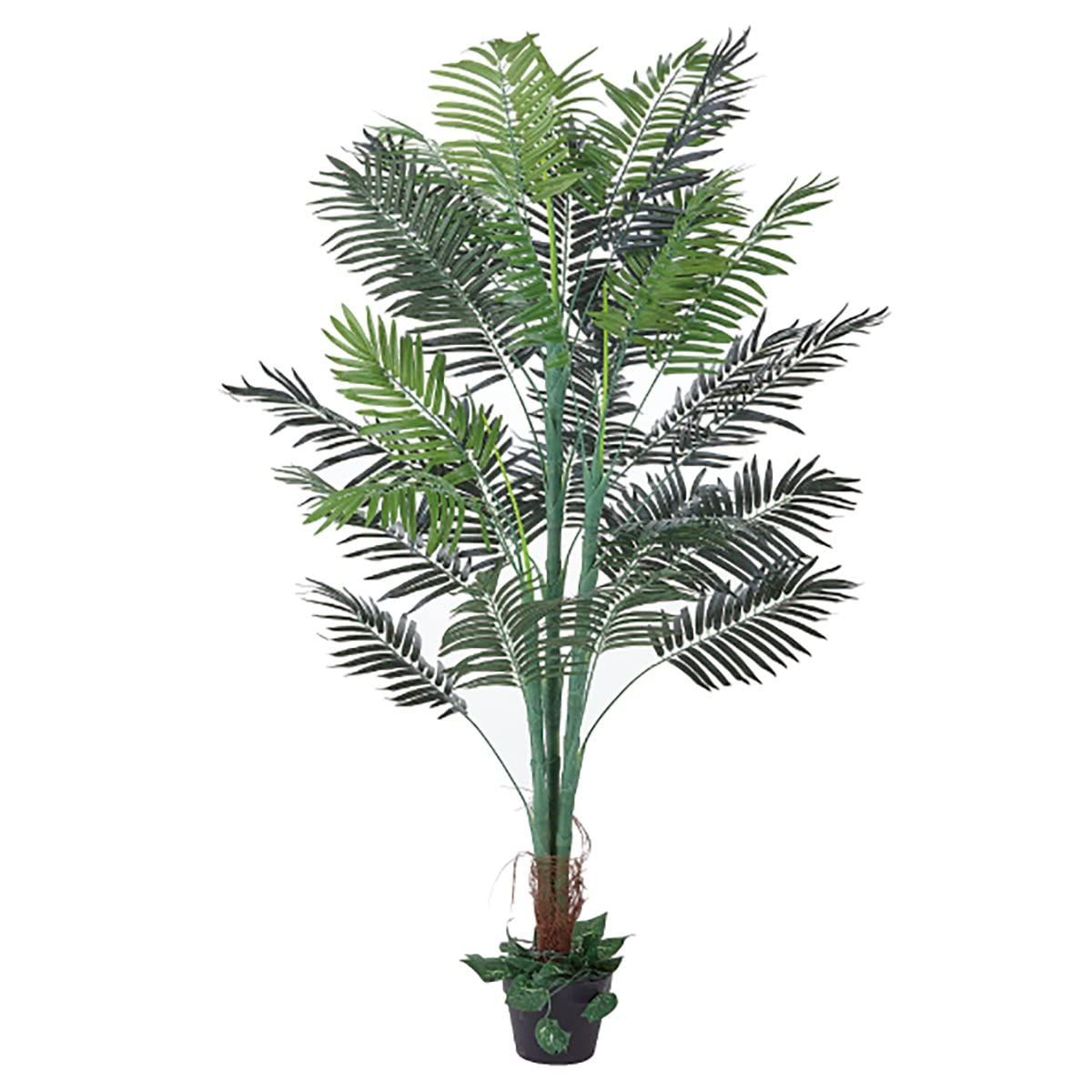 Amazon|フェイクグリーン アレカヤシ 150cm 1台 【 観葉植物 Amazon|フェイクグリーン アレカヤシ 150cm 1台 【 観葉植物