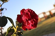 Review Image by Nicholas Hollars Nicholas Hollars