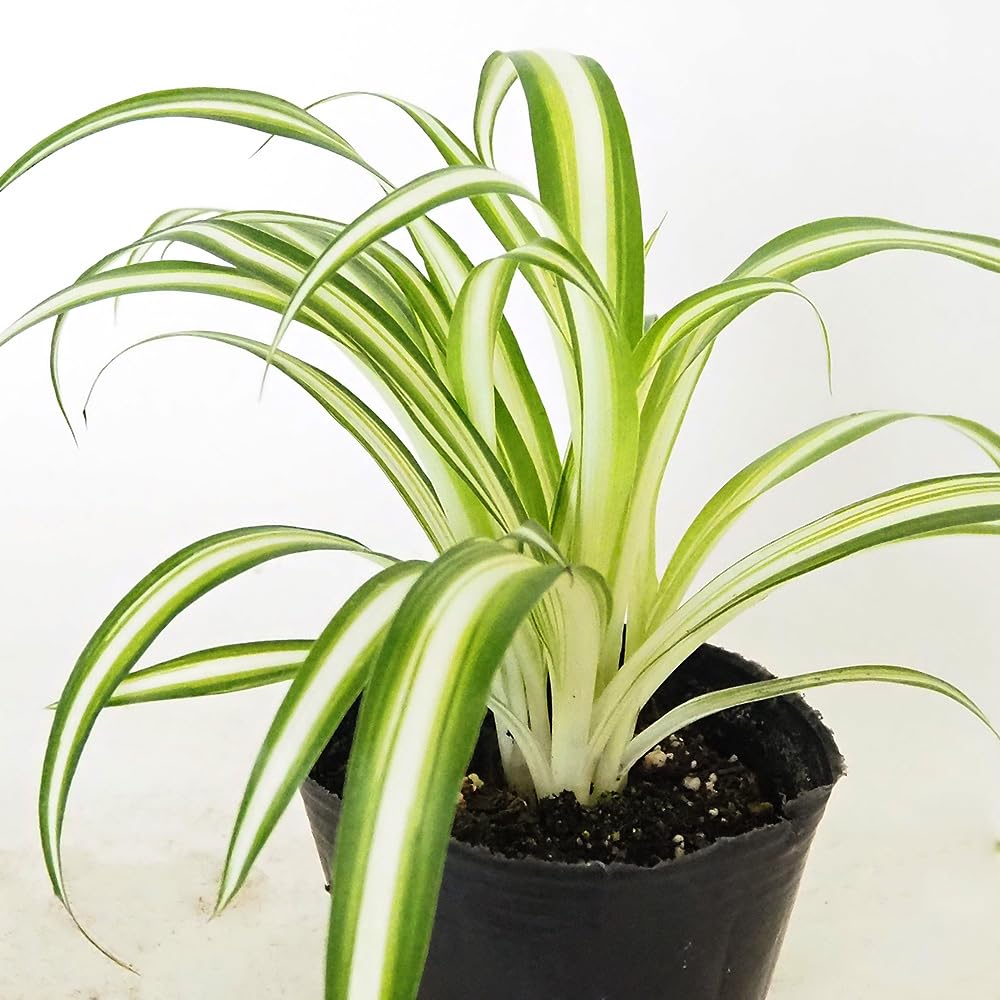 Amazon｜ITANSE オリヅルラン K'sマジック 3号 2個セット 観葉