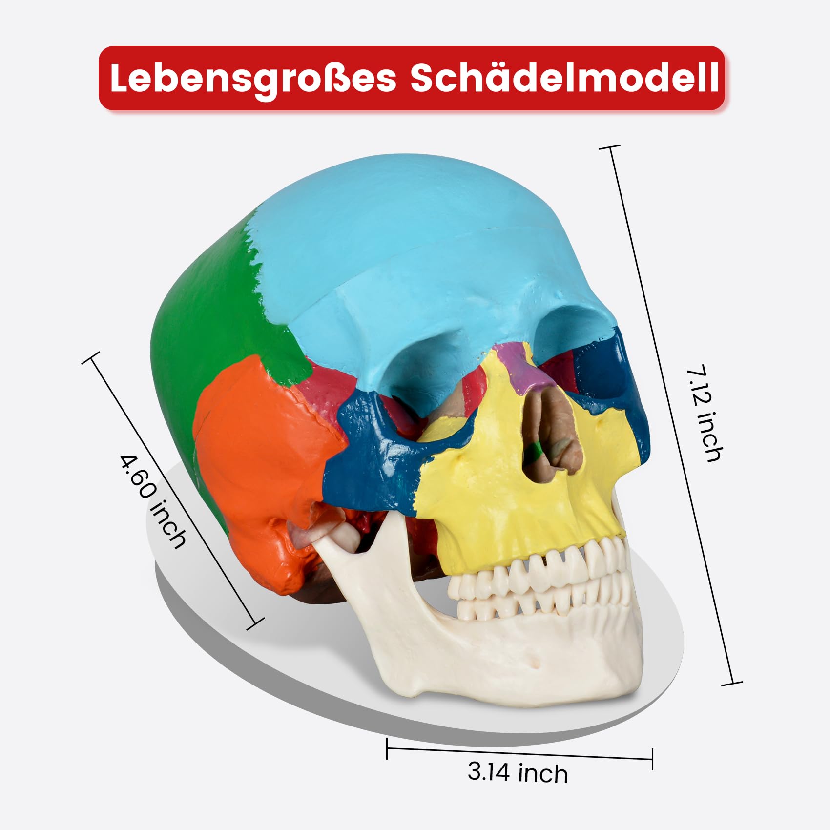 Menschliches farbiges Totenkopf-Modell, lebensgröße, 3-teiliges anatomisches Modell mit buntem menschlichem Totenkopf-Diagramm für Medizinstudenten, menschliche Anatomie, Studienkurs | Dreiteilige Form mit 22 Knochen in neun Farben und einer Referenzkarte