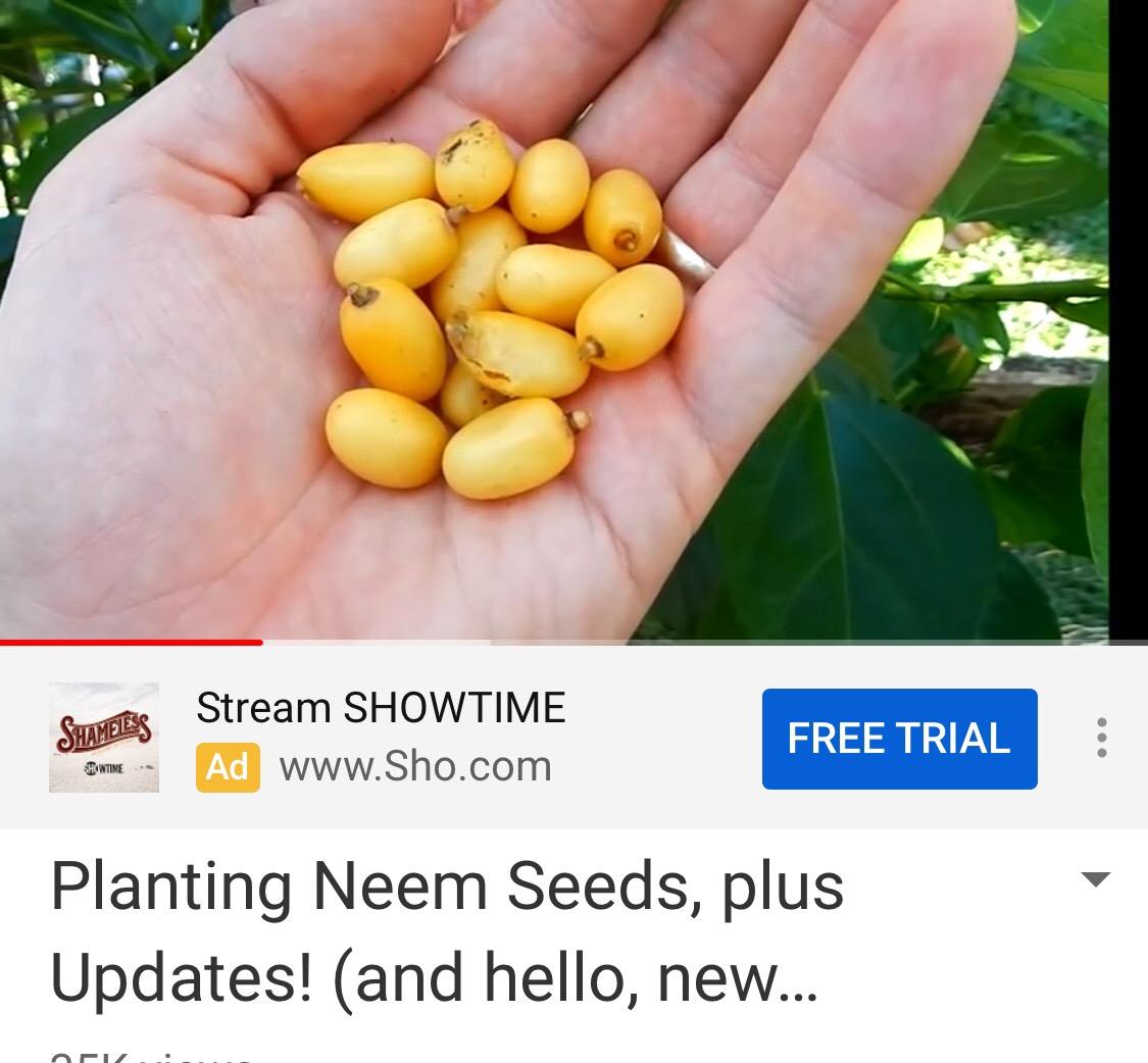 Neem Tree (Azadirachta Indica) - Grow Now or Store Bahrain | Ubuy