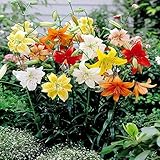 Tiger Lily Mix - 3 flower bulbs