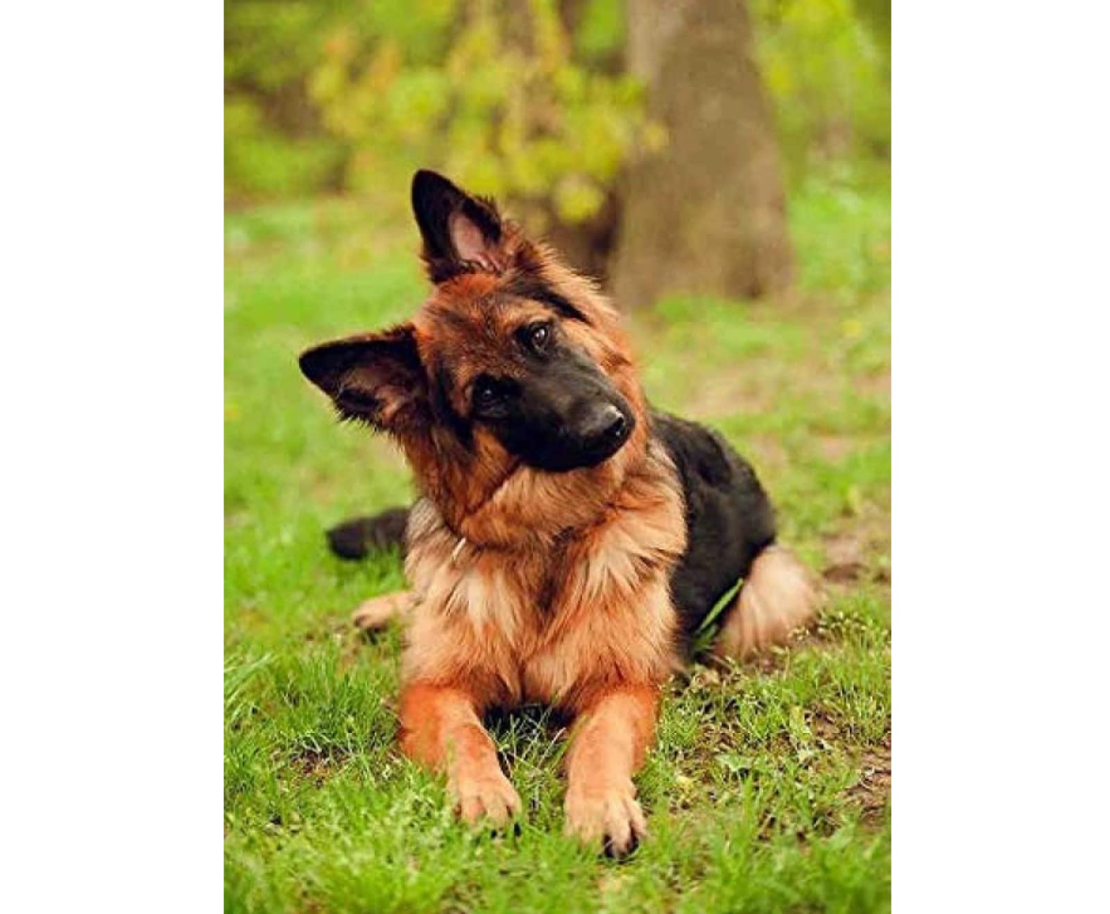 VGJM Diamond Painting,Dog German Shepherd,5D Diamond Art Kits for Adults,Mosaic Crystal Craft Kits for Home Wall Decor 30x40cm