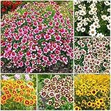 5000+ Coreopsis Plains Wildflower Seeds - Perennial Non-GMO Heirloom Seeds, Drought-Tolerant for Natural Wildflower Gardens