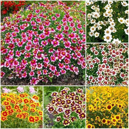 5000+ Coreopsis Plains Wildflower Seeds - Perennial Non-GMO Heirloom Seeds, Drought-Tolerant for Natural Wildflower Gardens