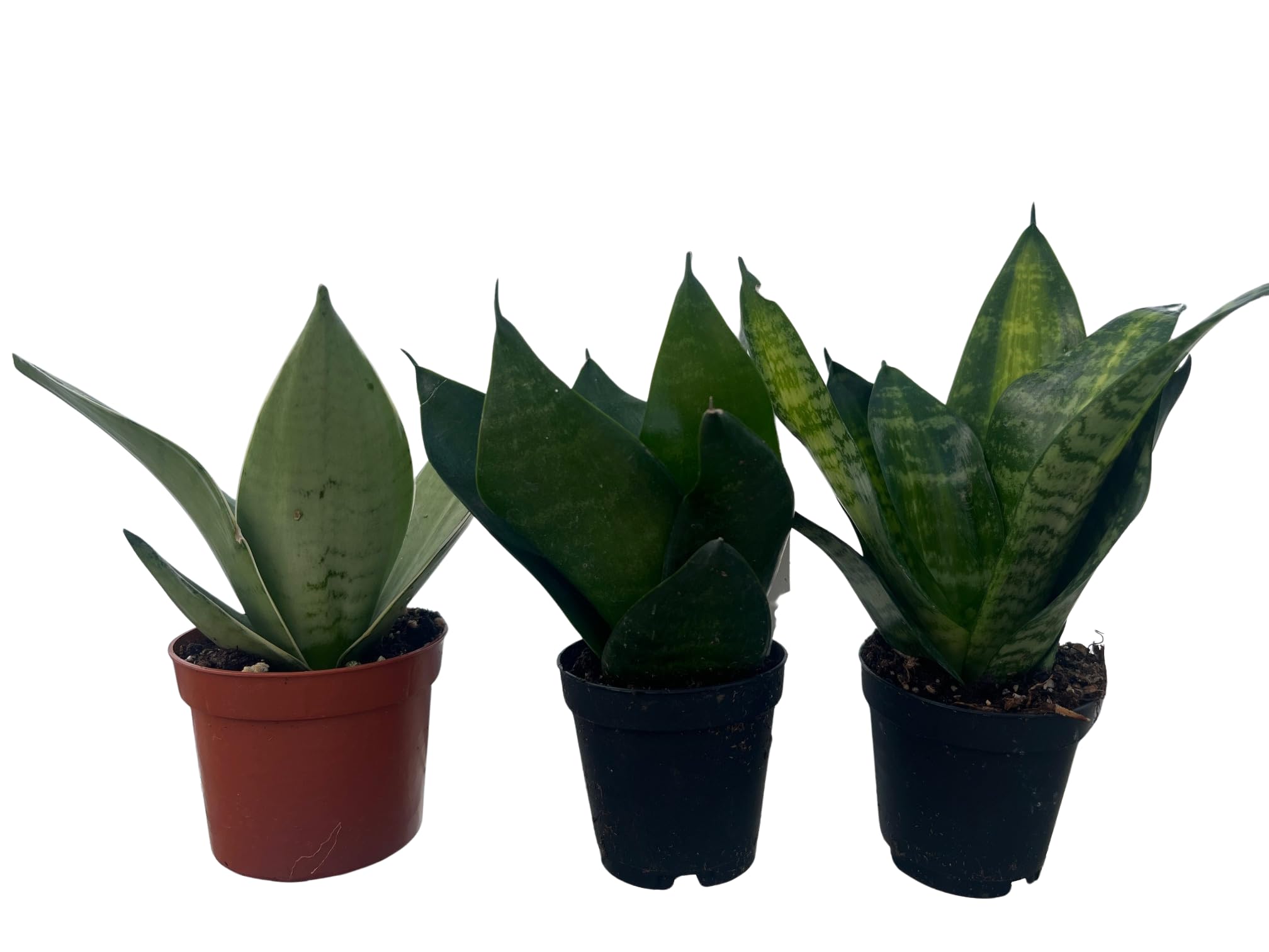 Amazon.com : Birdsnest Snake Plant Collection - Sanseveria - 3 Plants  Growing in 2" pots : Patio, Lawn & Garden