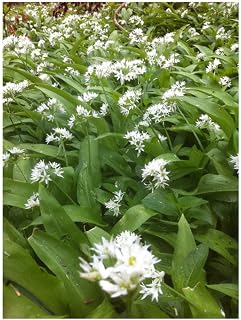 PREMIER SEEDS DIRECT - Garlic Wild - RAMSONS (Allium URSINUM) - 110 Seeds