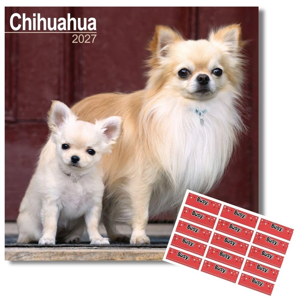 Avonside Chihuahua 2027 Square Calendar with Organisational Stickers