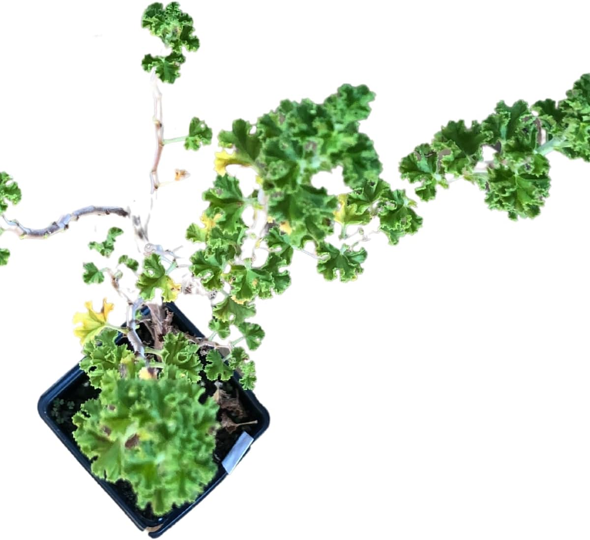 Organic Lemon Scented Geranium Plant (Pelargonium crispum) 'Lemon Scented' Live Plant in 2.5 in Pot