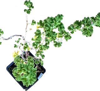 Organic Lemon Scented Geranium Plant (Pelargonium crispum) 'Lemon Scented' Live Plant in 2.5 in Pot