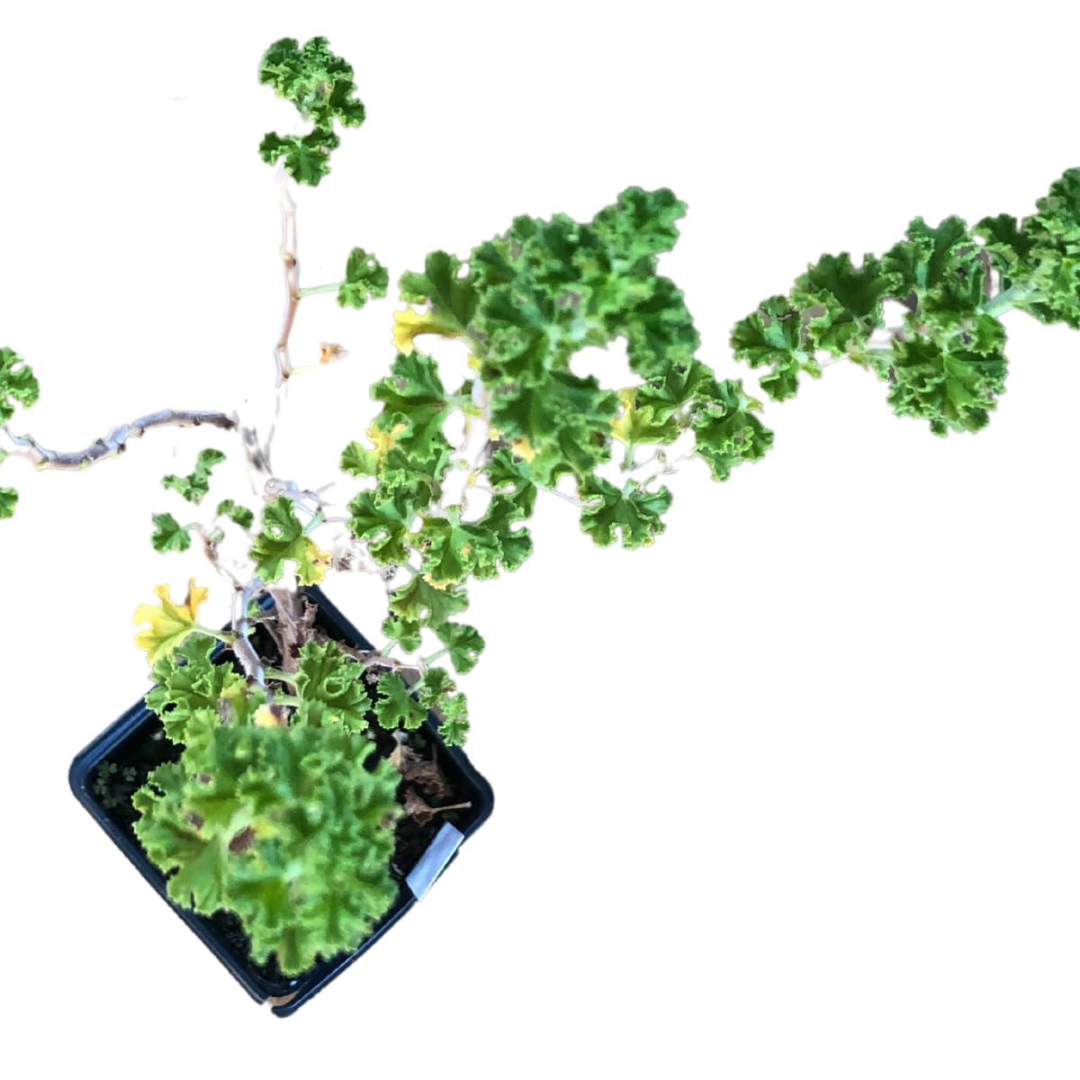 Organic Lemon Scented Geranium