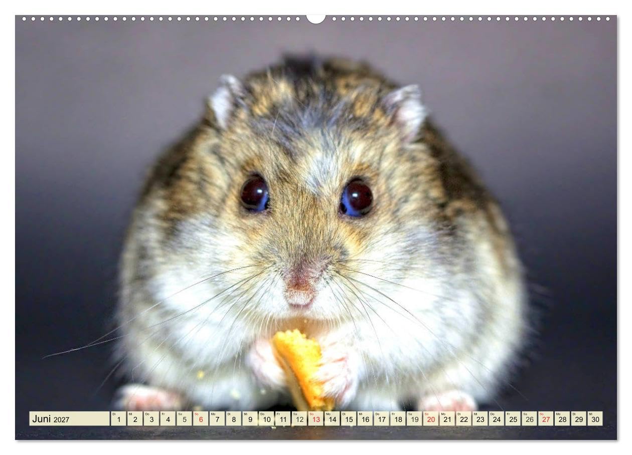 CALVENDO - Nagetiere. Hamster, Kaninchen und Co. (Wandkalender 2027 DIN A2 quer), Monatskalender: Hübsche Exemplare aus der großen Familie der Nagetiere