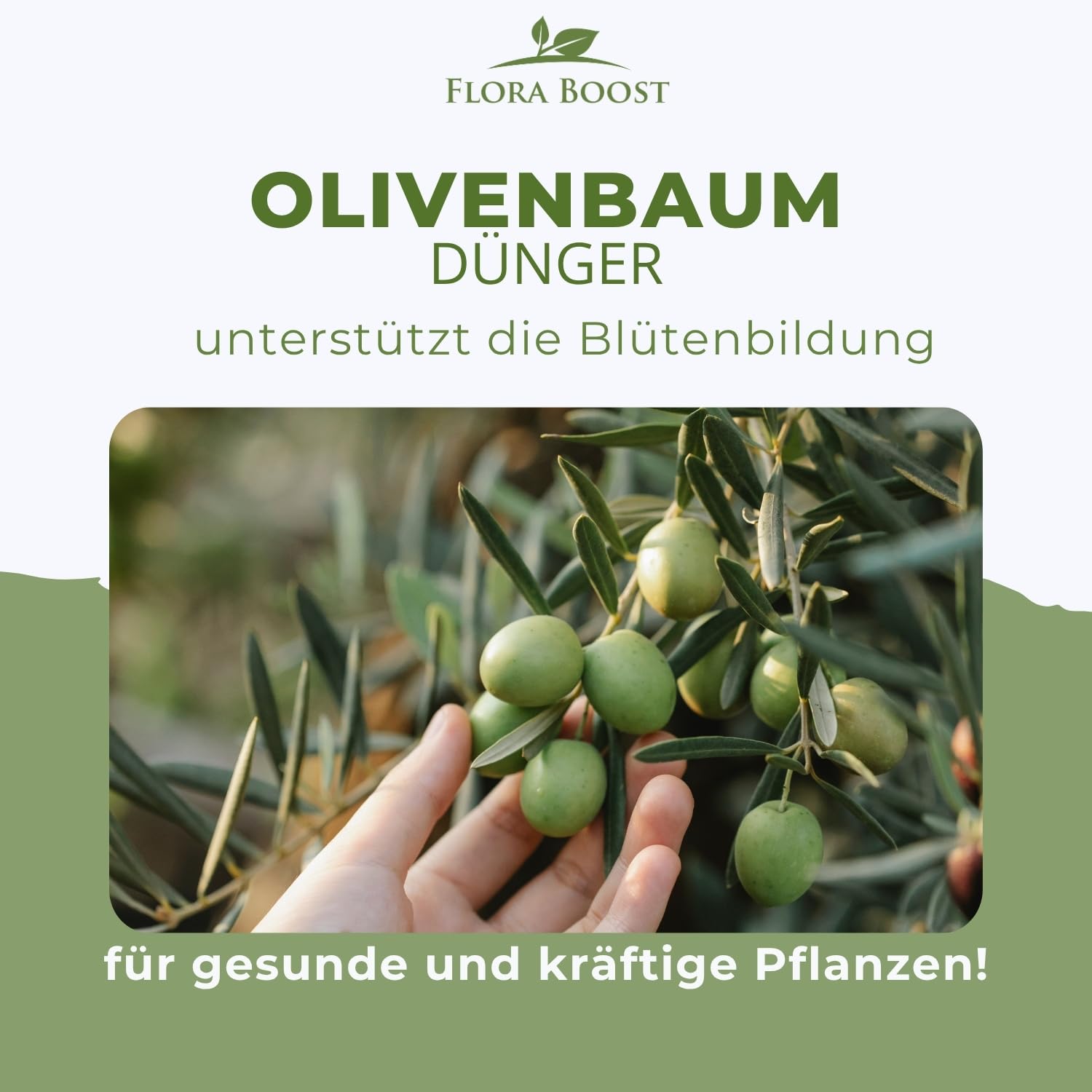 Flora Boost Olivenbaum Dünger Flora Boost 500ml I Für bis zu 100L Gießwasser I Langzeitdünger für verbesserte Blütenbildung I Flüssiger Blatt- & Wurzeldünger I 100% natürlicher Pflanzendünger