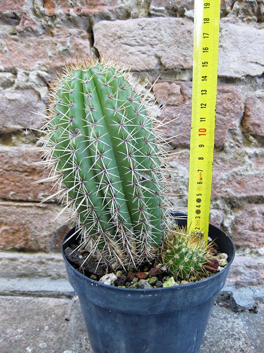 Geosism & Nature Híbrido de Trichocereus grandiflorus. Flor Blanca ramificada de Espina Corta 15cm, Cactus, Planta suculenta