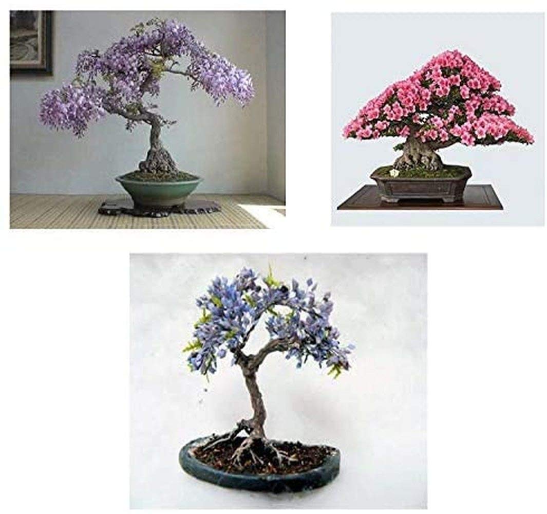 Buy Wisteria Bonsai Bundle 30 pcs 3 Types of Mix Flowering Tree to