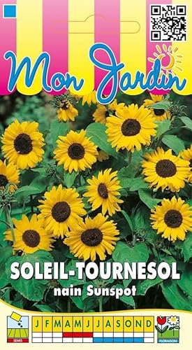 Sachet de graines de Soleil tournesol nain Sunspot jaune à coeur noir - 3 g - LES GRAINES BOCQUET