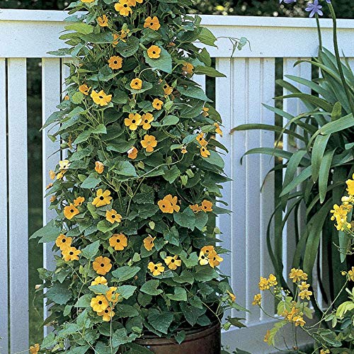 Park Seed Black-Eyed Susan Vine 12 Inch Mid-Yellow to Deep Orange Blooms 58 Ft. Twining Vine for Fences Containers and Trellises Long-Blooming and Lush 2 Pack (25 per Pack)
