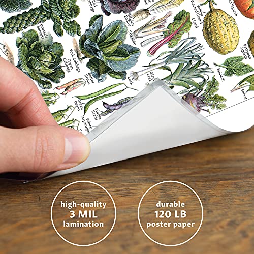 Palace Learning Vintage Vegetable Poster Print - Botanical Identification Reference Chart - Kitchen Decorations (Laminated, 18" X 24") #TOP2