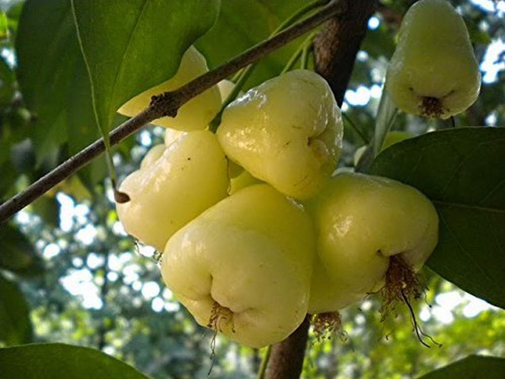 Creative Farmer Live Plants For Garden Fruit White Water Apple Java Apple/Jamun Bell-Shaped Edible Berry Hybrid Plant(1 Healthy Live Plant) (B08P5TSFC8) Amazon Price History, Amazon Price Tracker