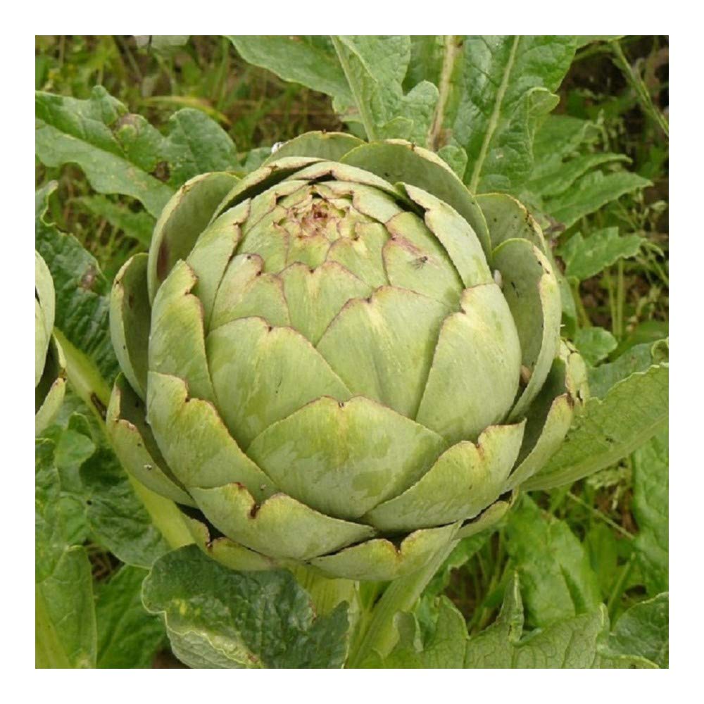 Vegetable Artichoke GROS VERT DE LAON - 100