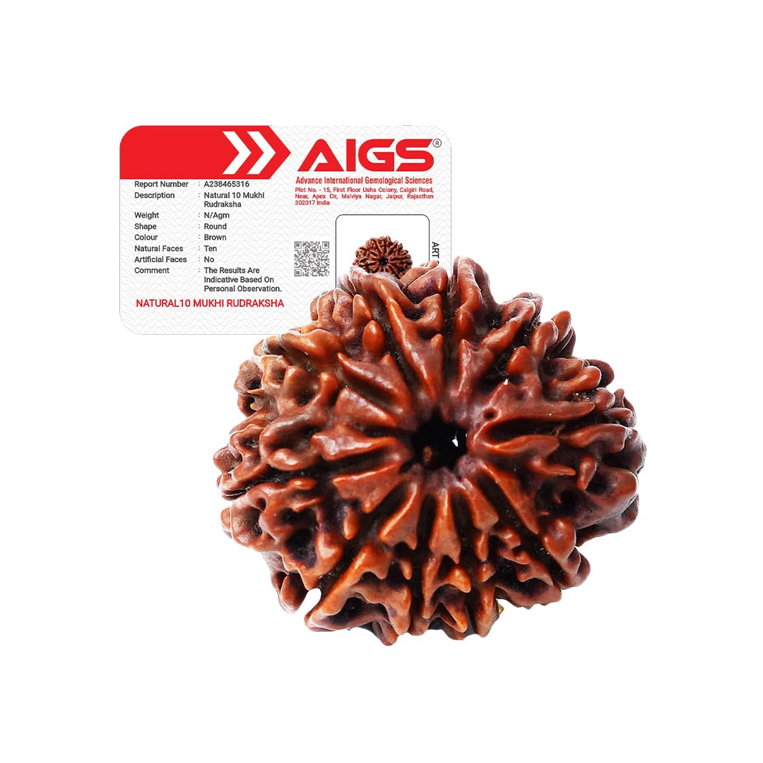 4 Mukhi Rudraksha - Nepal Origin | Wisdom & Communication -15 4 Mukhi Rudraksha - Nepal Origin | Wisdom & Communication -15