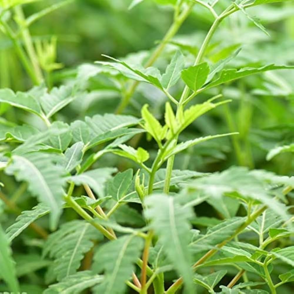 Neem tree, Herb nim plant big size margosa/neem plant Pack of 1 plant