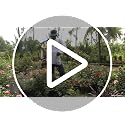 Image of ASPEE Outdoor Plants Marut Brass Hand Compression Sprayer 6 L