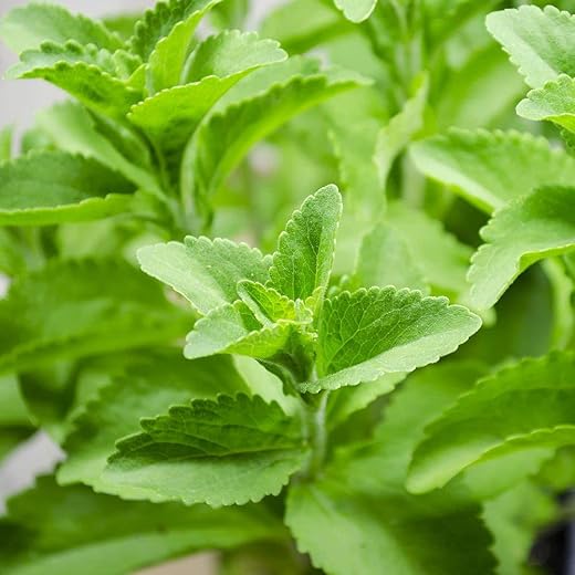 LIVE GREEN Herb Seeds | Stevia Sweet Leaves Best For Sugar Medicinal Plant Seeds For Planting in Home Garden (20 Seeds Pack), multi-color…