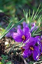 Imported Saffron Flower Bulbs | Kesar Flower Bulbs for Home and Gardening (Pack of 2 bulbs)