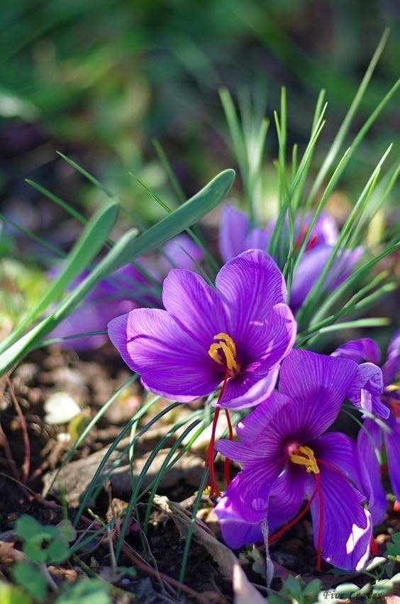Radha Krishna Agriculture® Saffron Flower Bulbs | Kesar Flower Bulbs for Home and Gardening (Pack of 2 bulbs) - Image 6 thumbnail