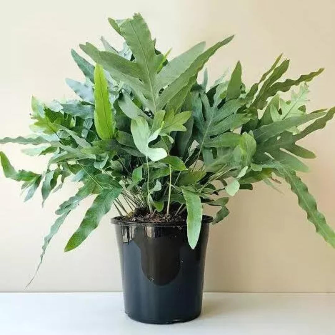 grow jade plant ASSORTED JADE 4in main image 0
