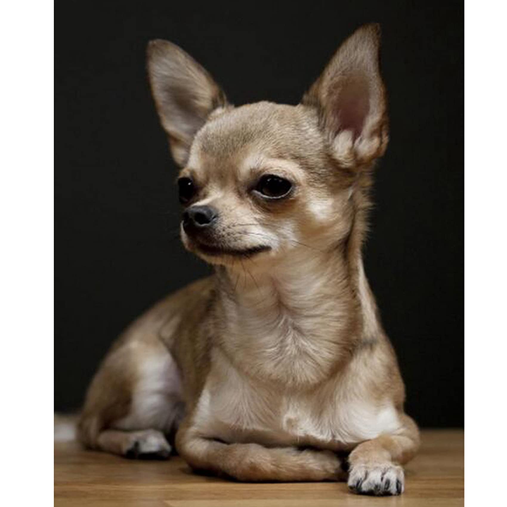 CTRLZS Full Round Embroidery Chihuahua,5D,Dog Cute Pet Picture Of Rhinestones Home Decor