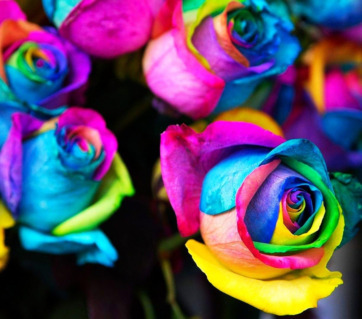 20 Seeds | Special Three-color Rose Seeds, Heirloom Multicolor Blooms