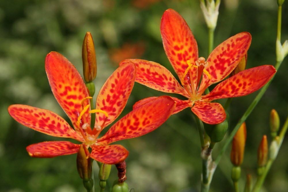 Belamcanda chinensis (2 Blackberry Lily Plant/BareRoot