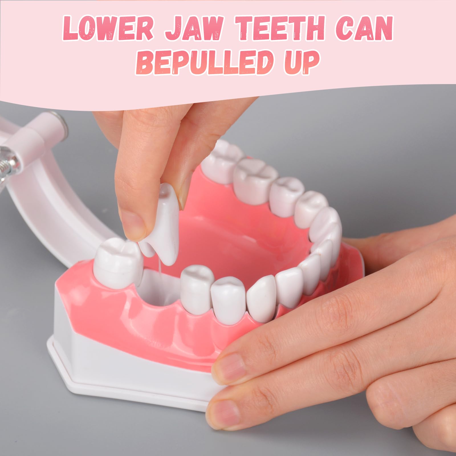 Ultrassist, modello dentale ideale per spazzolare i denti dentali per bambini, 2 volte ingrandire, include spazzolino per studio anatomico dei denti dentali, educazione orale