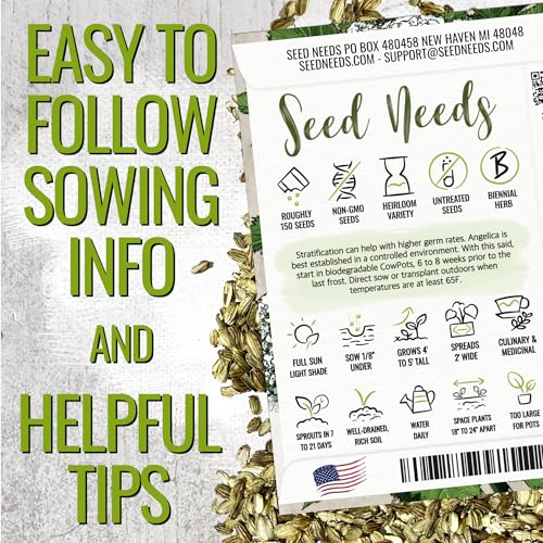 Seed Needs Angelica Seeds for Planting Angelica archangelica - Non-GMO Heirloom & Untreated Medicinal Herbs to Grow an Indoor or Outdoor Home Grown Garden (1 Pack) - Image 3