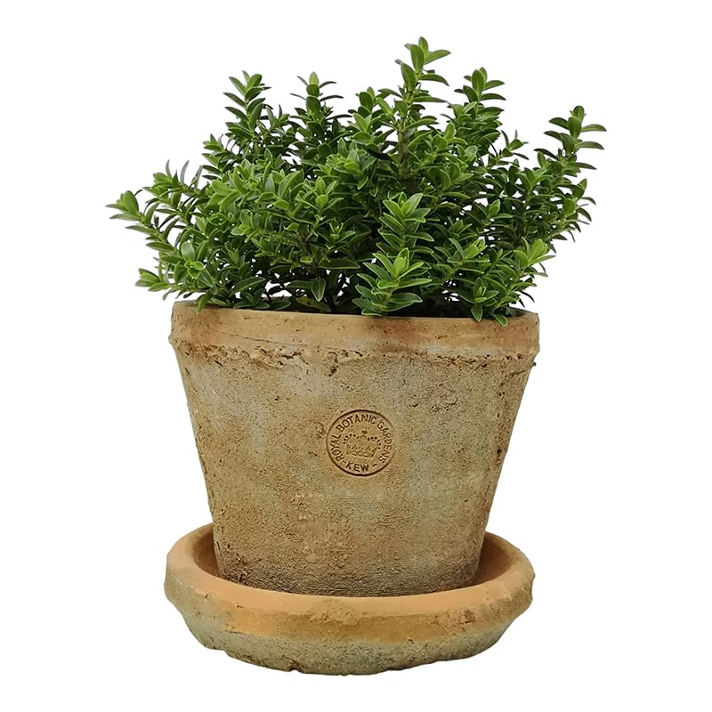 Terracotta Plant Pot with Saucer - Medium, Rustic Mediterranean Garden Succulent Planter, Terracotta Garden Herb, Bulb, Crocus, Flower Pot with Dish