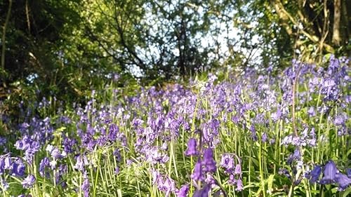 How to prepare for Bealtaine with Jo Kerrigan