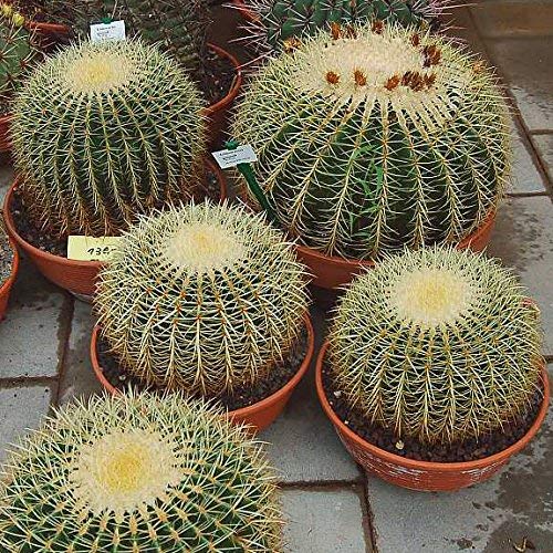 seedsown Echinocactus grusonii (Cactus Barrel) - 20 graines Cover